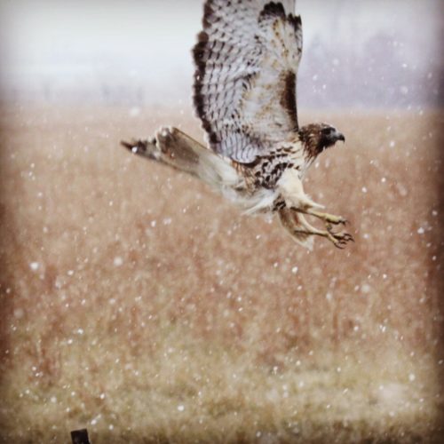 Flying hawk in snowfall